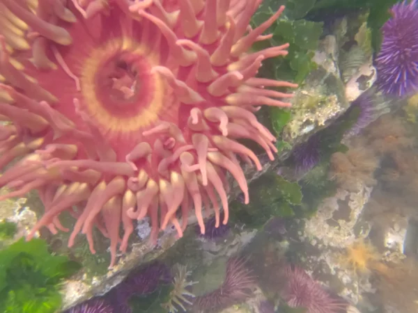 East Sooke Anenome