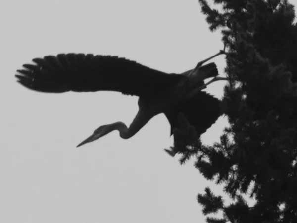 Blue heron diving for some goldfish